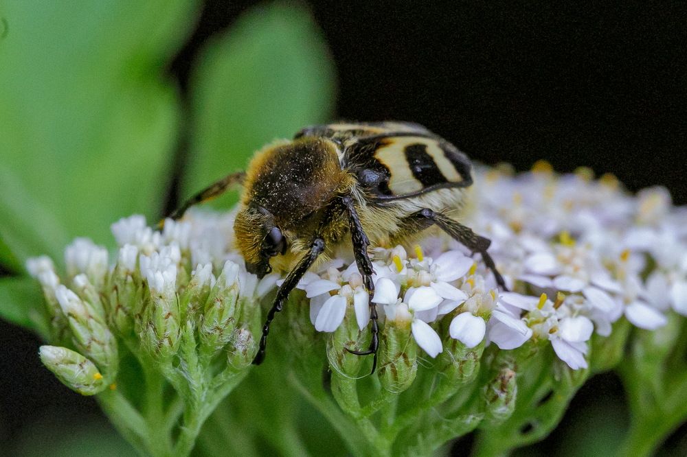Восковик перевязанный