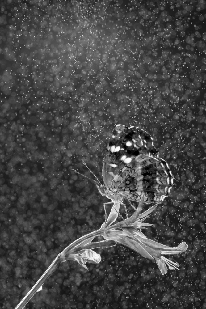 Photograph by Laura Reyes