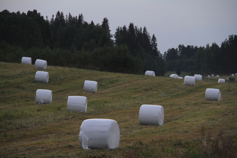Фотография автора Анастасия Зверева