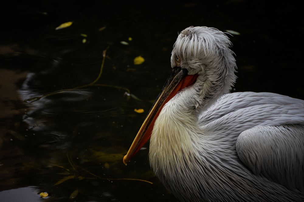 Photograph by Герман Крупенин