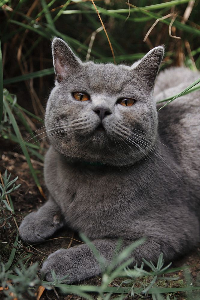 Фотография автора Наталья Боярина