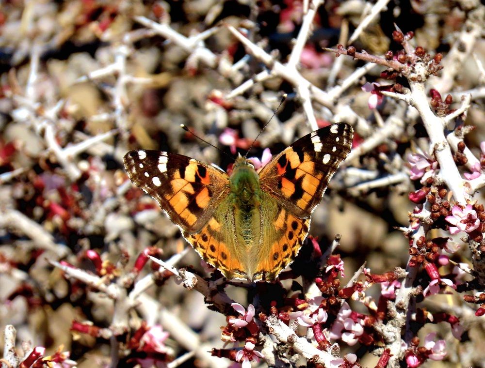 Photograph by mahboube moradalizade