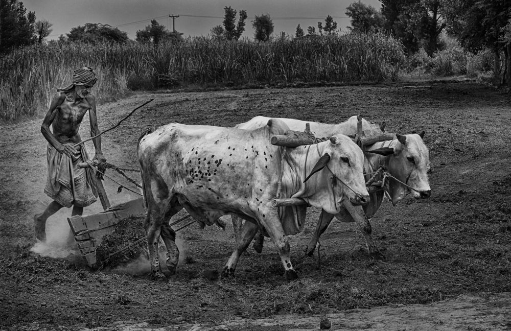 Farmer and his Bulls