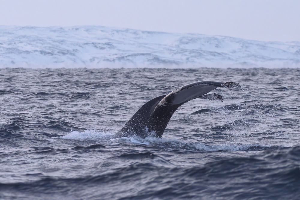 Фотография автора Александр Добыш