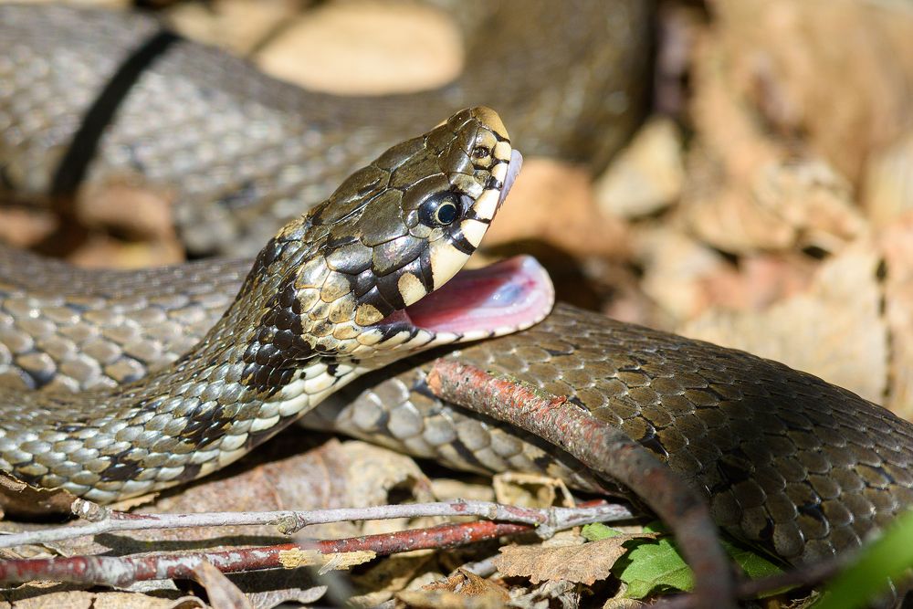 Фотография автора Александр Добыш