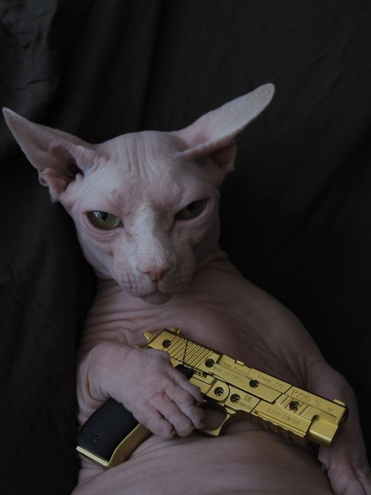 Кот с золотым пистолетом