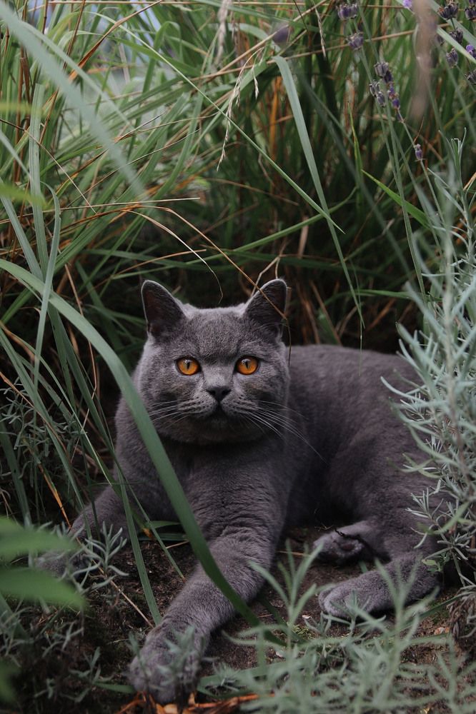Фотография автора Наталья Боярина