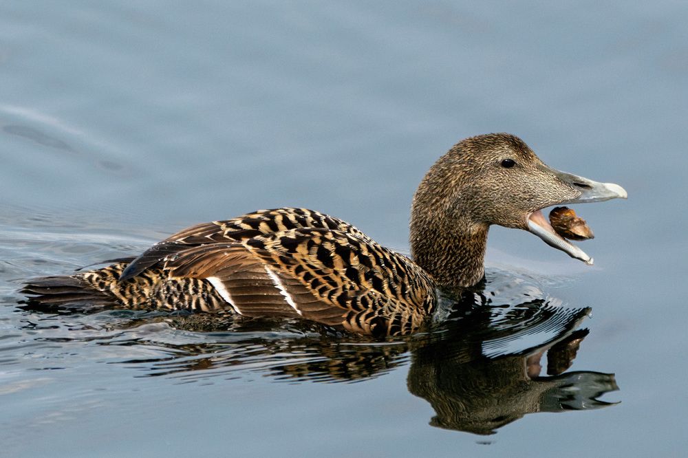 Фотография автора Ruslan Badykov