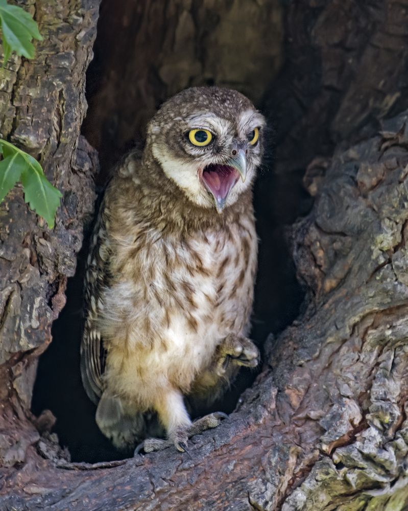 Photograph by Angshuman Mitra