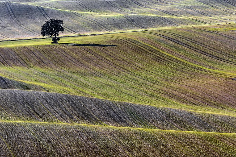 Sea in the Cerrato (II)