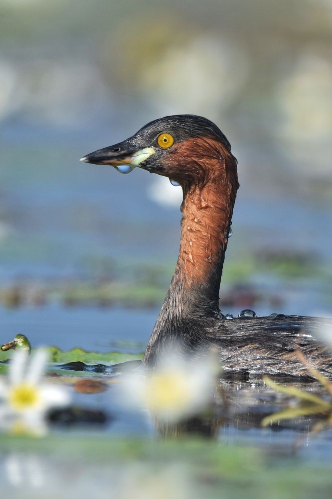 Photograph by Sujoy Chanda