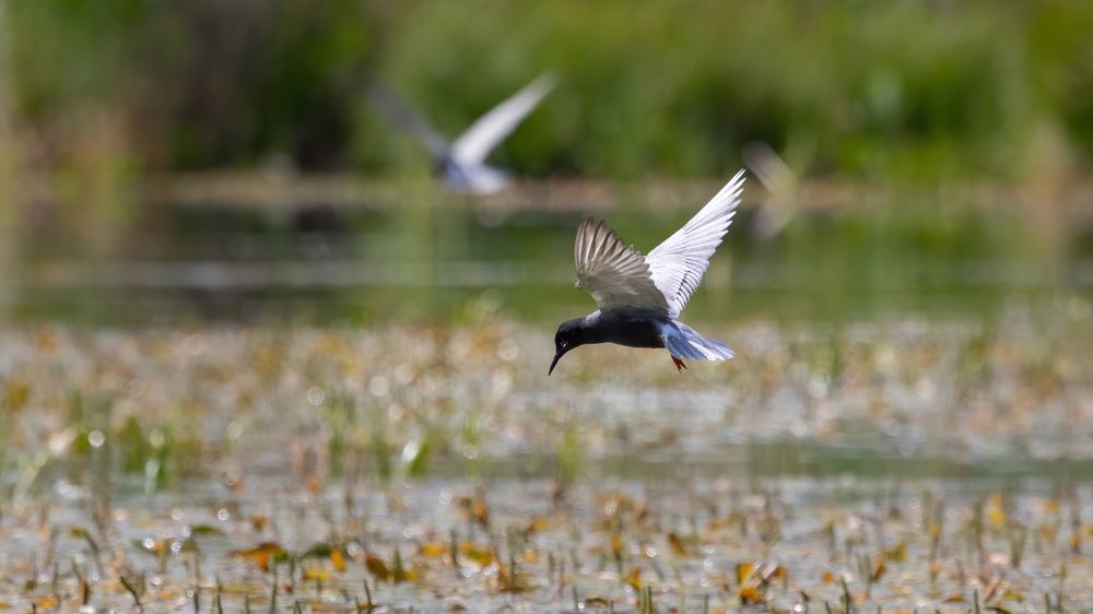 Photograph by crashfil