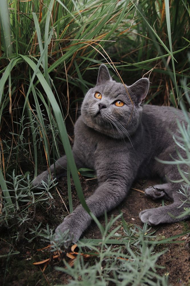 Фотография автора Наталья Боярина