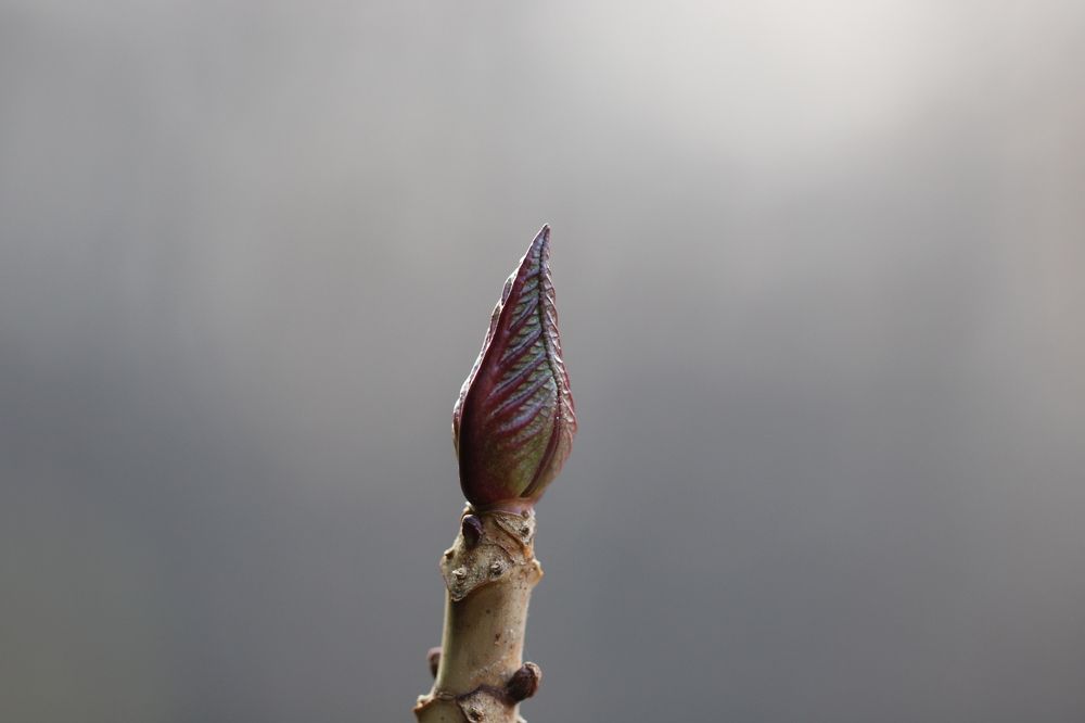 Photograph by Sonia Crotta