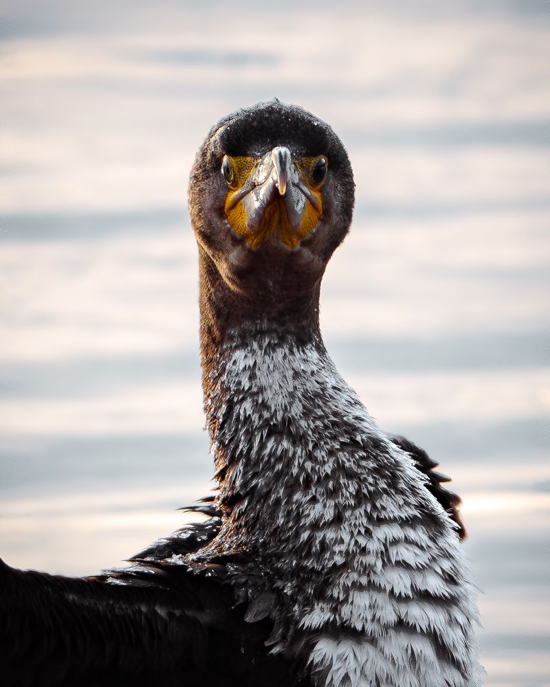Фотография автора Артур Богородицкий