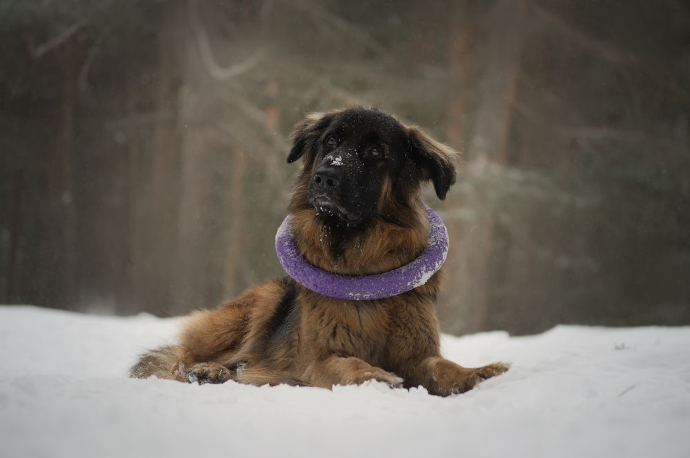 Фотография автора Ritus20018