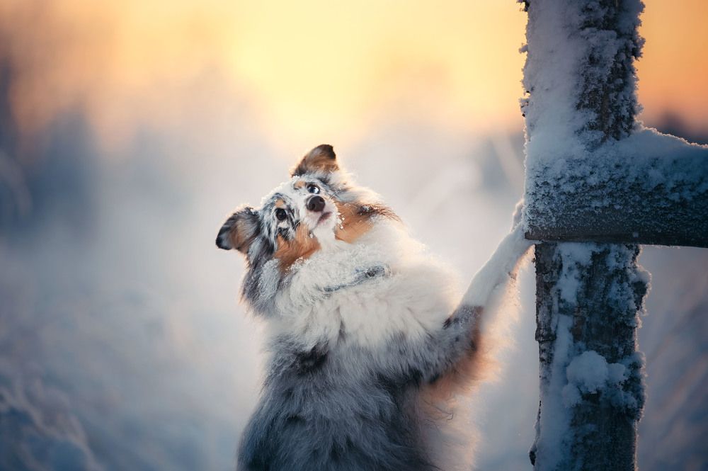 Photograph by Lesnoe Photo