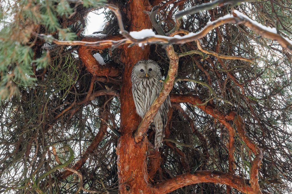 Photograph by Вячеслав Орос