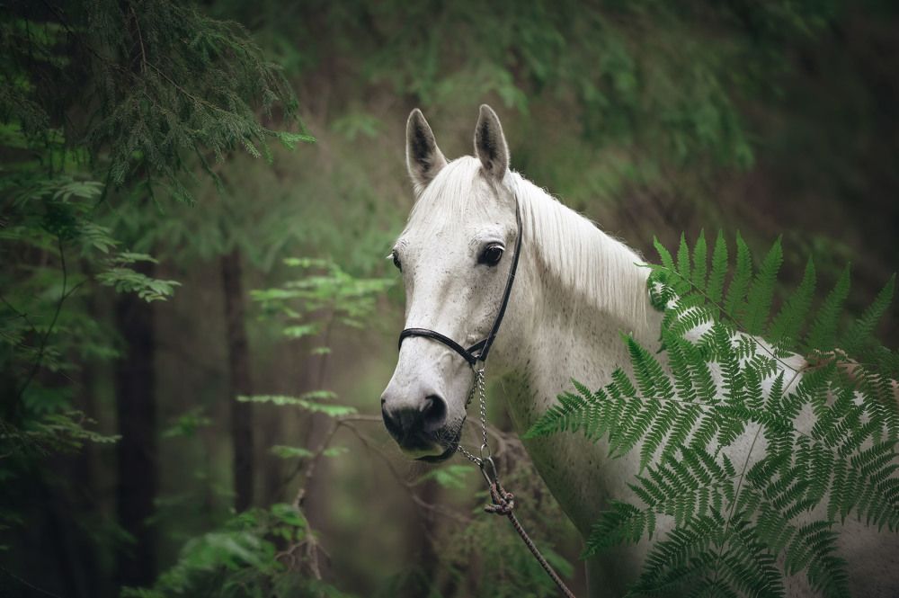 Photograph by Lesnoe Photo