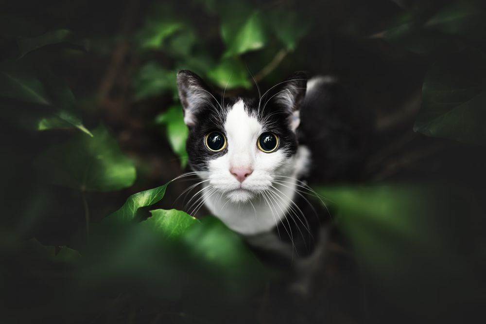 Фотография автора Rut Casanellas