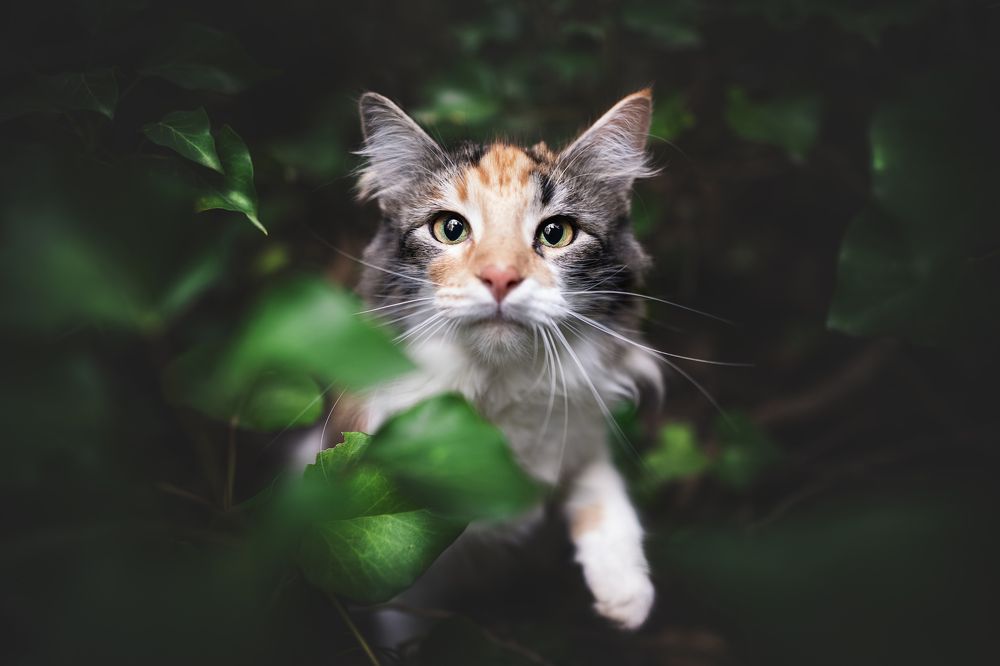 Фотография автора Rut Casanellas