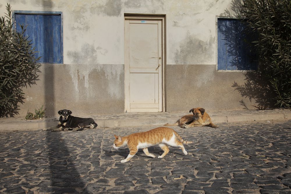 Beware of Cat