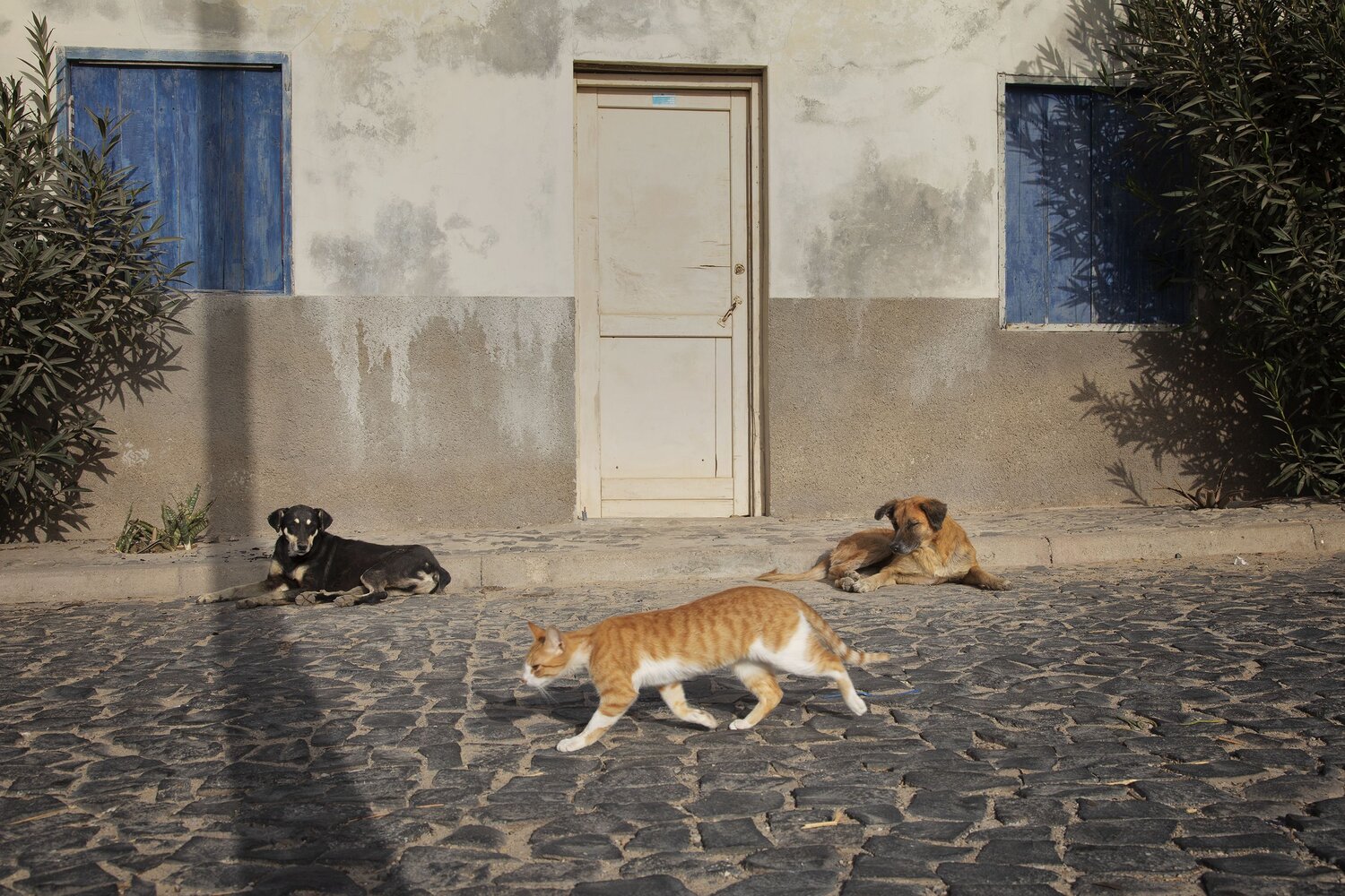 Beware of Cat