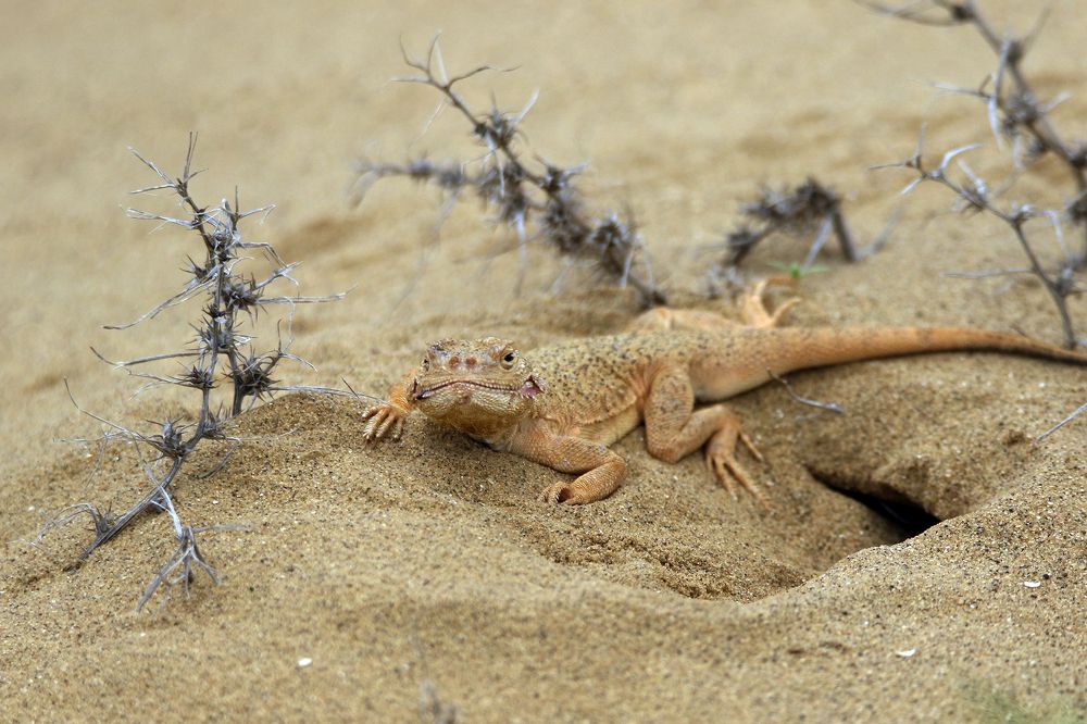 Photograph by Magov Marat