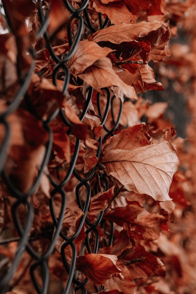 Photograph by Anya Lo