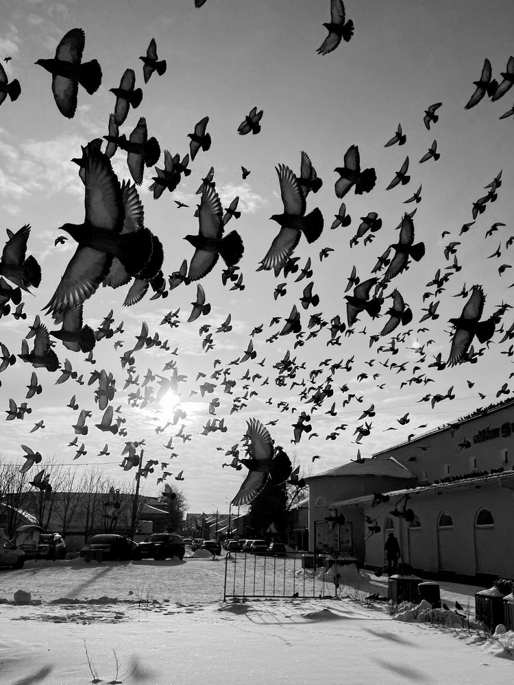 Photograph by Алина Сущинская