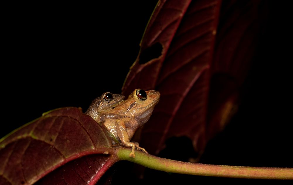Photograph by Diego A. Botero-Álvarez