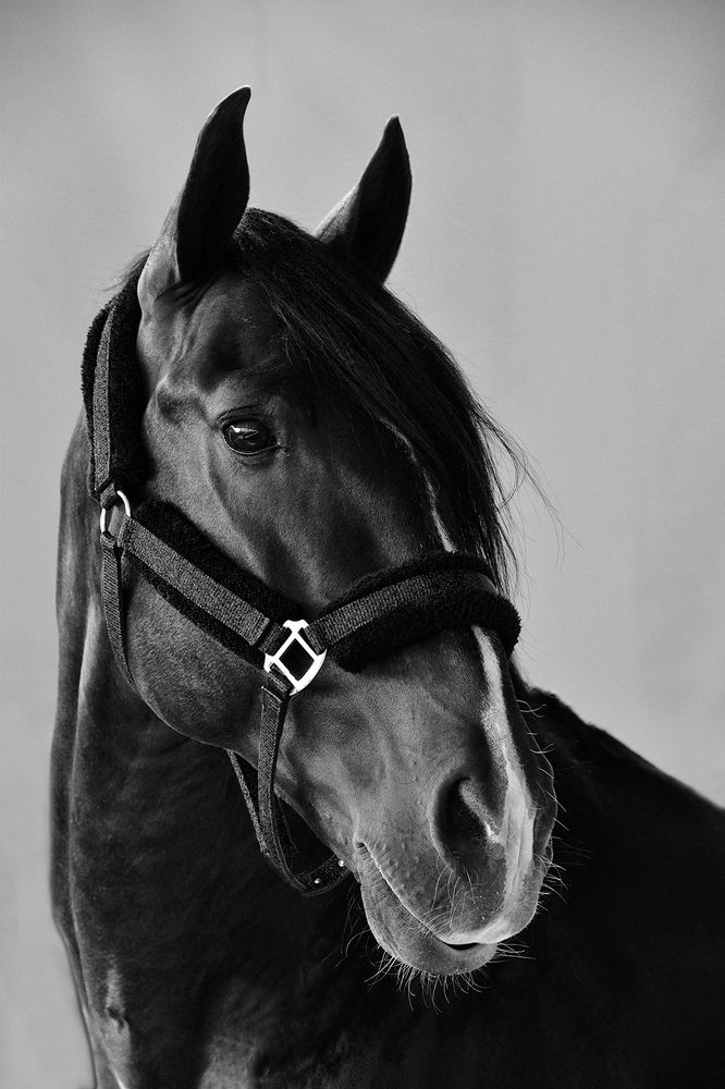 Lusitano