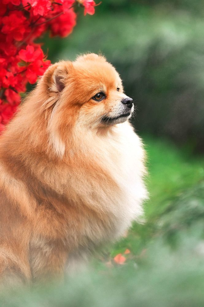 Photograph by Lesnoe Photo