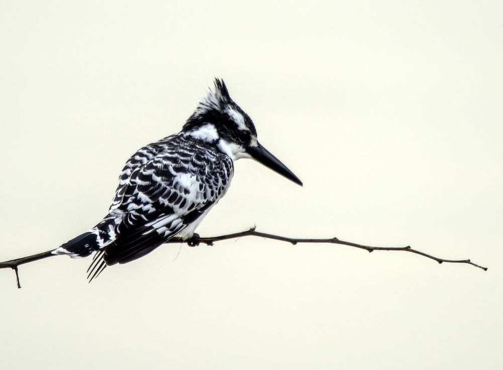 Малый пегий зимородок.