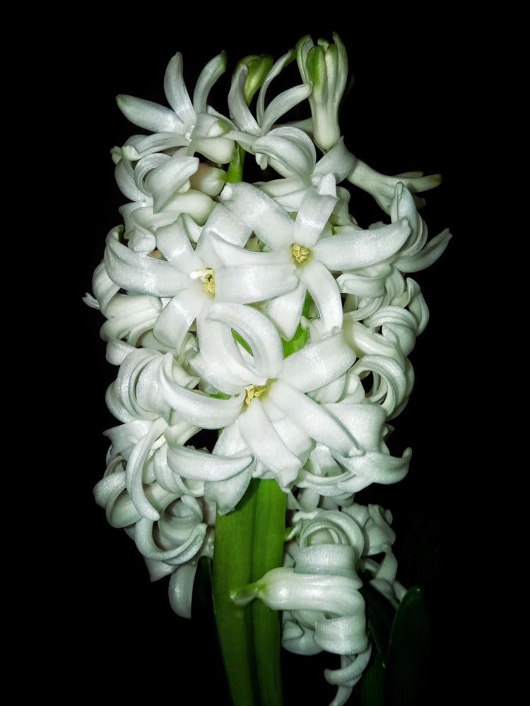 Photograph by Marian Lázaro