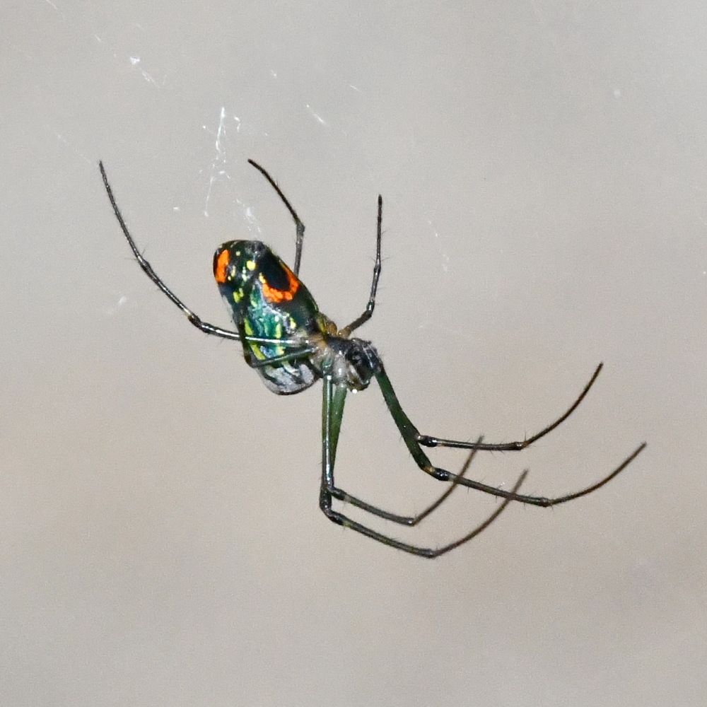 Leucauge venusta (Fam. Tetragnathidae)