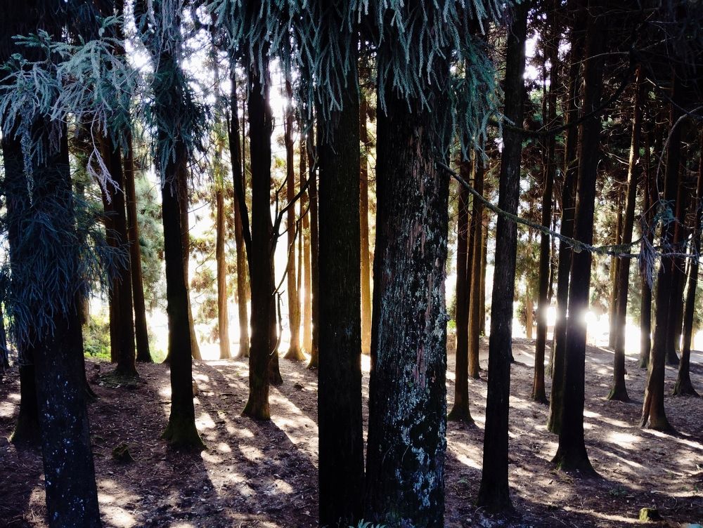 First light in pain forest