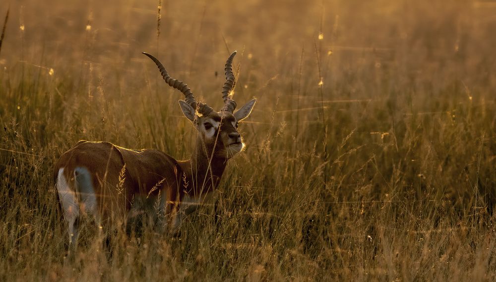 Photograph by Navjot Singh