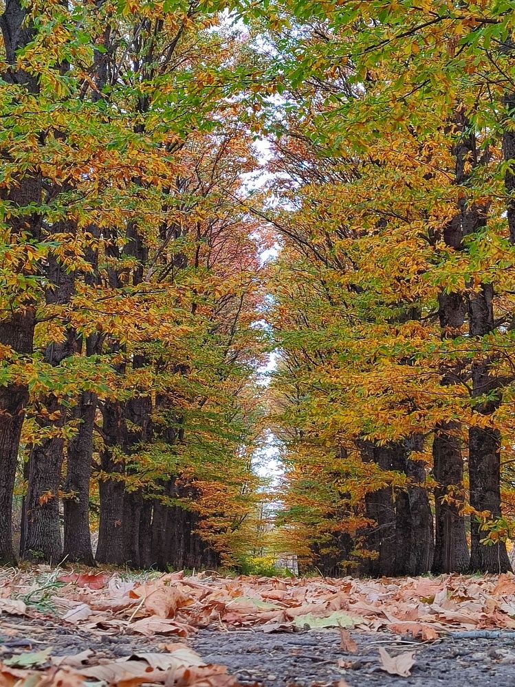 Photograph by Светлана Вайгум
