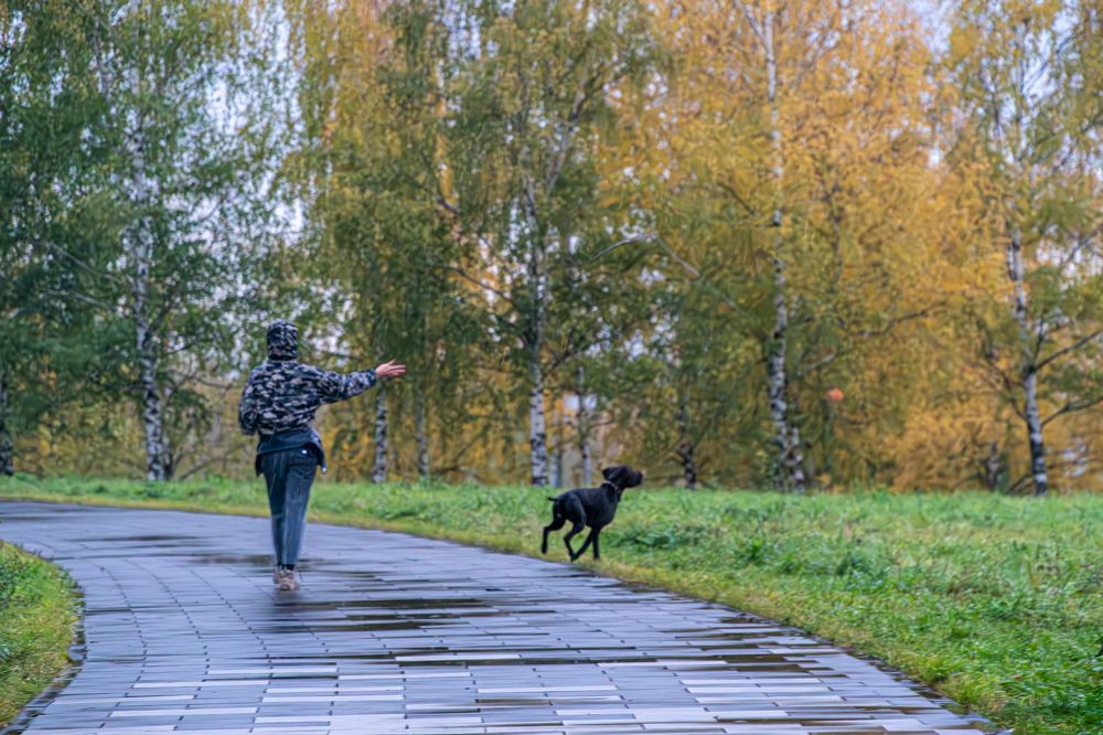 Дождливое утро в осеннем парке