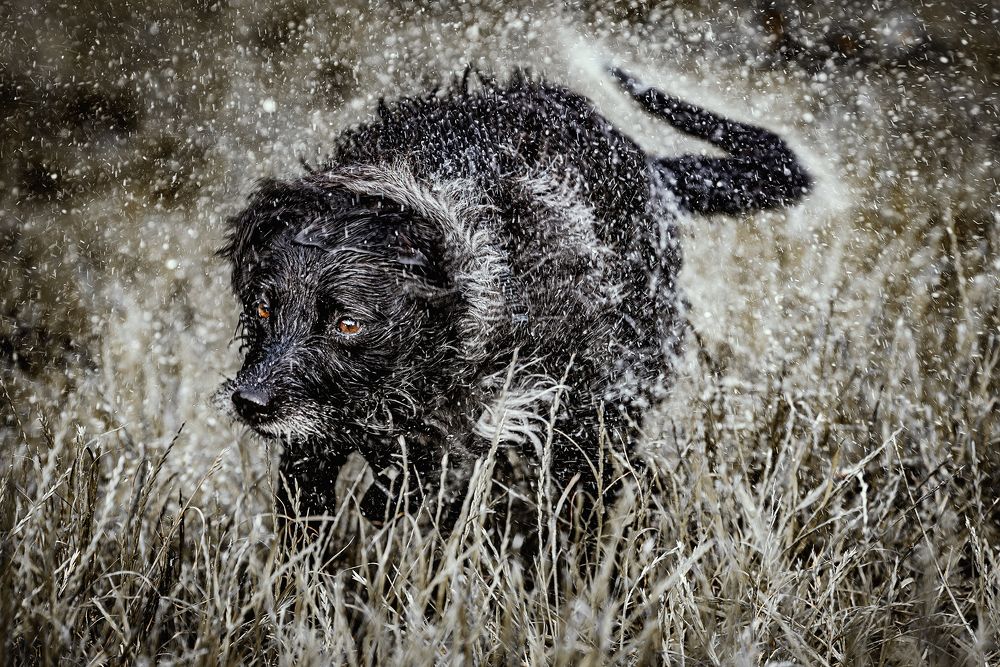 Фотография автора Ramin Barzegar