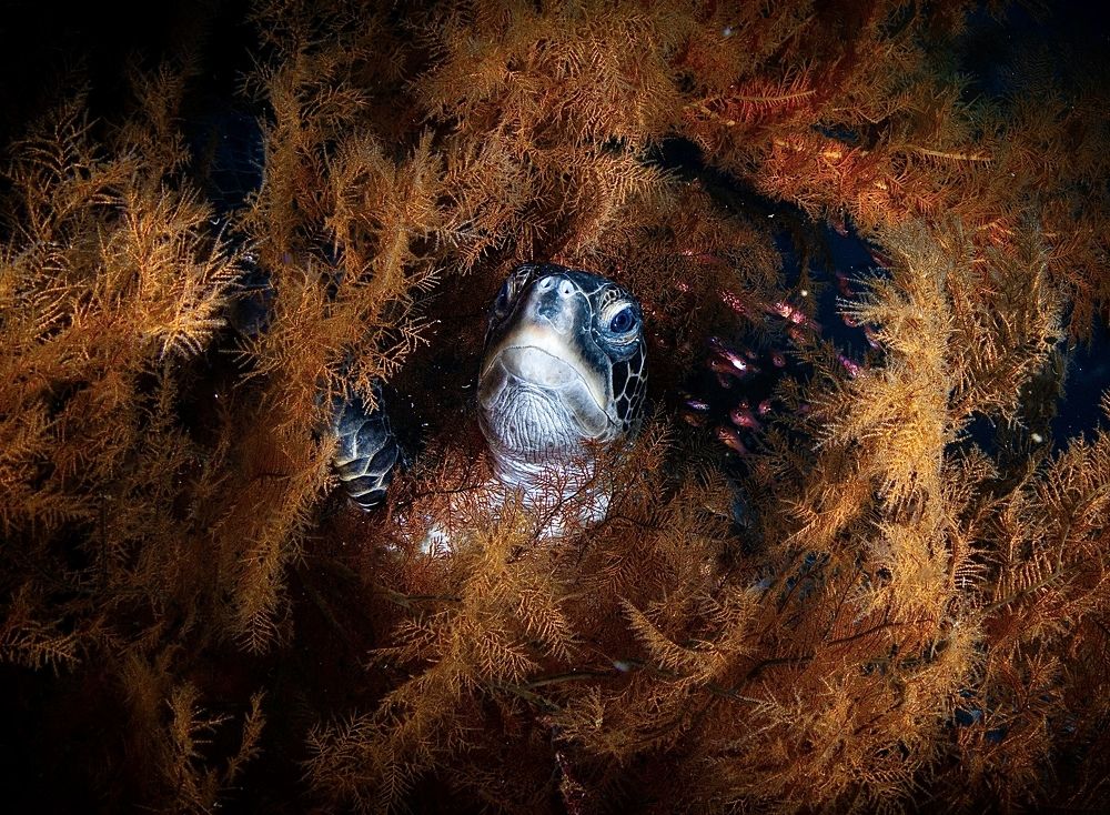 Photograph by Ceci Ver