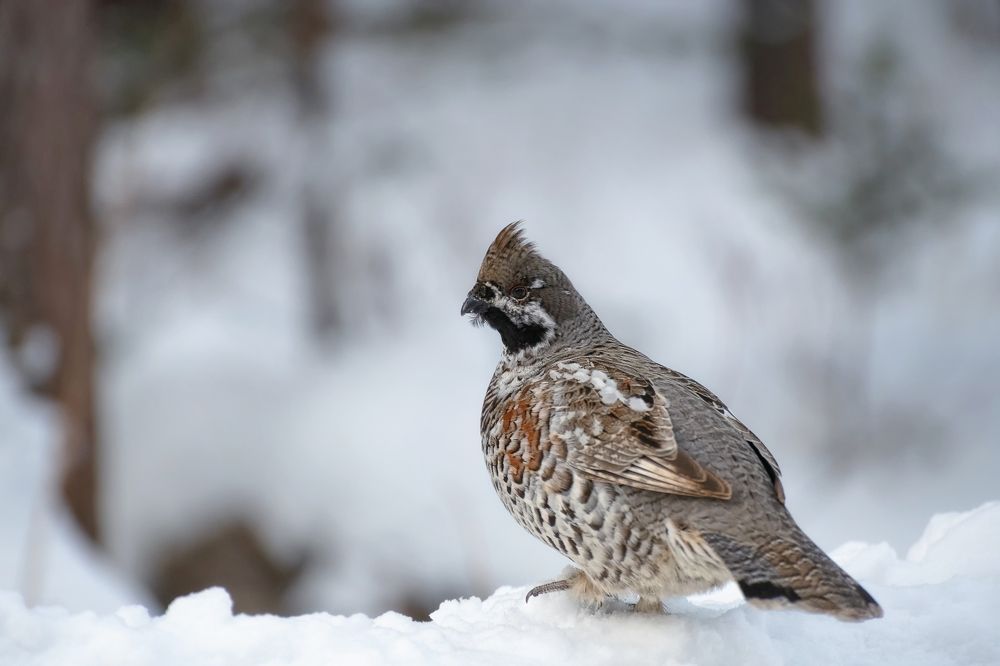 Photograph by Фомина Марина