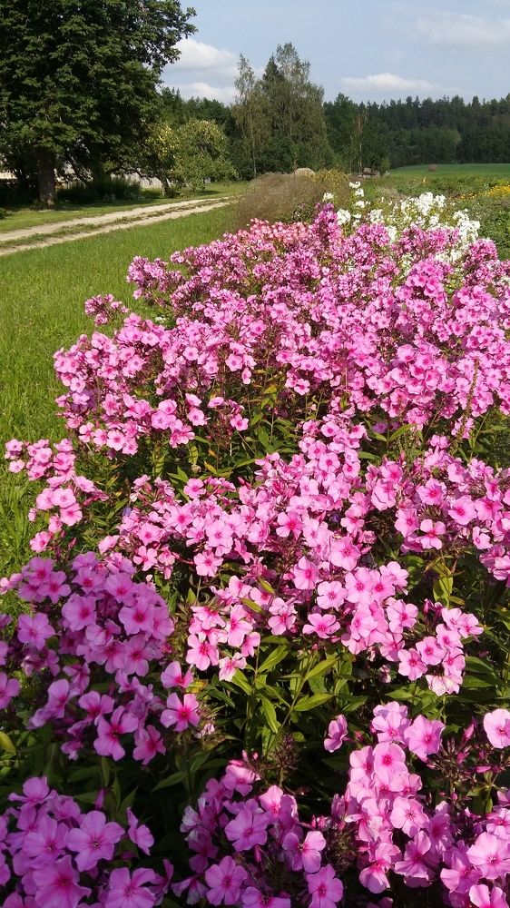GARDEN PHLOX