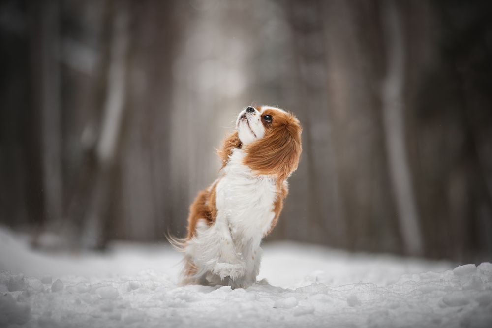 Photograph by Курашкина Анна