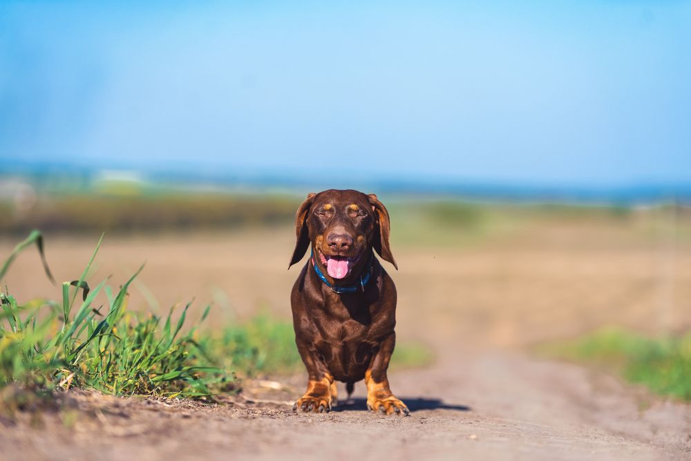 Фотография автора Ольга Тенилова