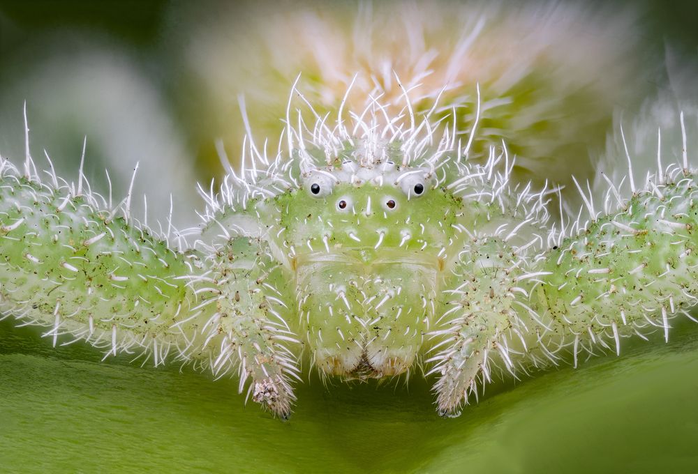 Photograph by Enrico Luzi