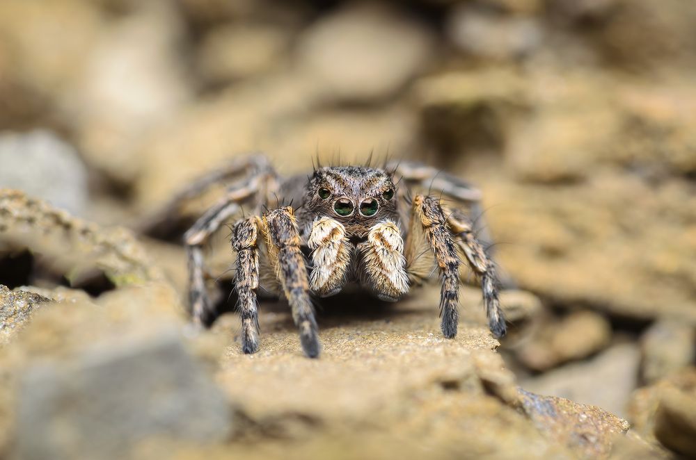 Фотография автора Сергей Чебанов