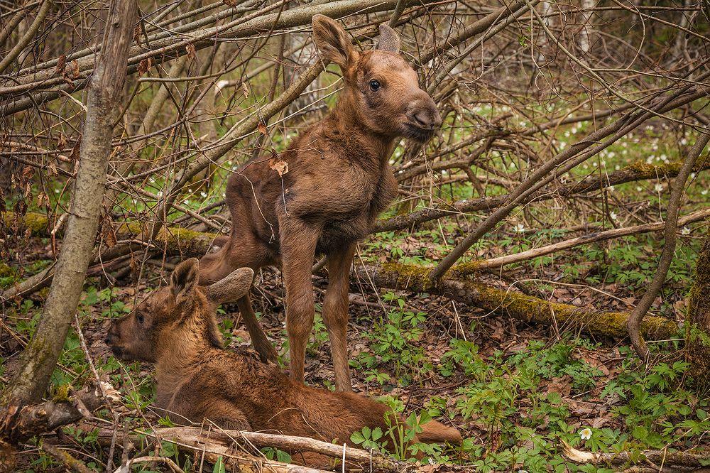 Photograph by Напалкин Станислав