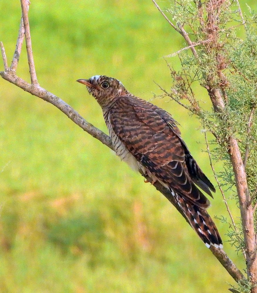 Photograph by Татьяна ТУРСКАЯ
